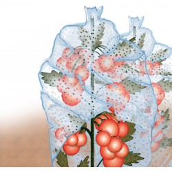 Protège tomate 0,65x10m 20microns ,transparent