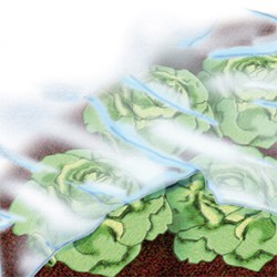 Bache jardin 1,5x50m 17 g/m2, blanc,
