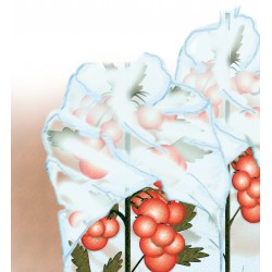 Protège tomate 0,8x10m 17g/m2, blanc, SB