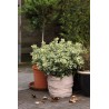 Protection Pot Toison 0,5x6m 50g/m2, beige