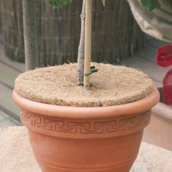 Disque nature 37cm
