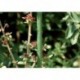 Tuteur vert 1200/11mm Acier CircumPRO (Par 25)