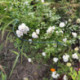Support plante 70 cm vert (Par 10)