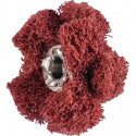 Étoile abrasive POLINOX D. 25 mm granulation 280 2 couches 19100 min-¹ PFERD